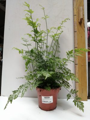 pteris ensiformis evergemiensis