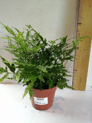 pteris ensiformis evergreen