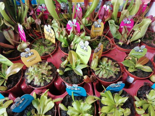 vleesetende planten mix showdoos