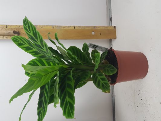 calathea medallion