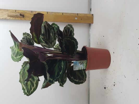 calathea medallion
