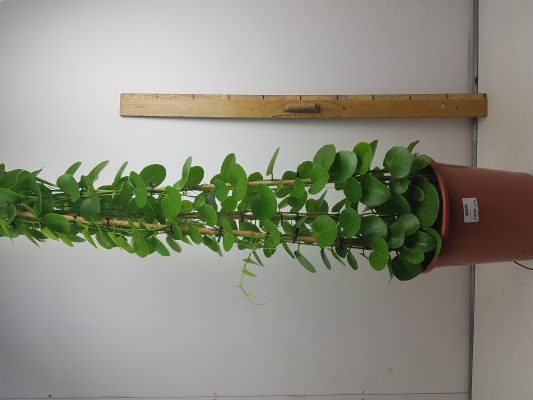 cissus rotundifolia