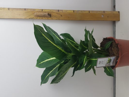 dieffenbachia green magic