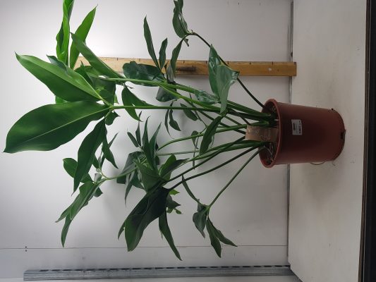 philodendron green wonder