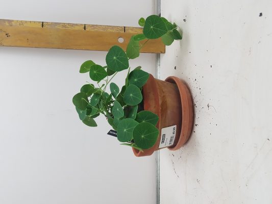 stephania erecta