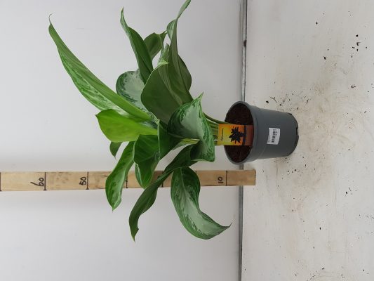 aglaonema silver bay