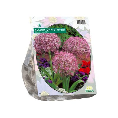 allium albopilosum christophii 5st