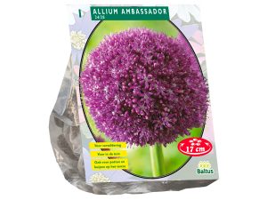 Allium ambassador per 1