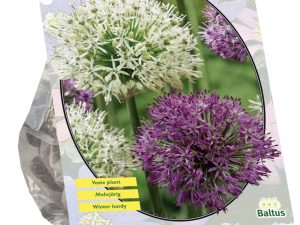 Allium Giant Mix per 3