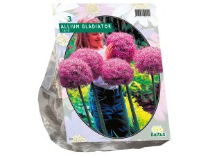 Allium gladiator 3st