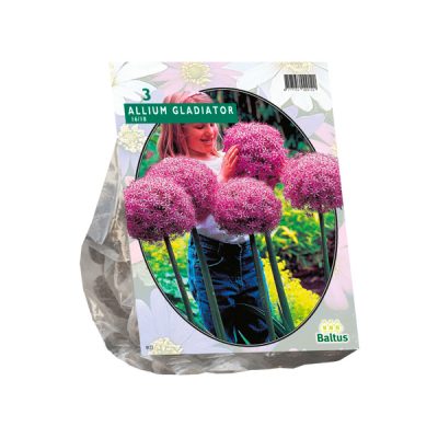 allium gladiator 3st