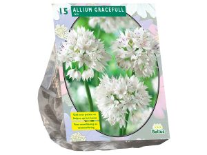 Allium Gracefull per 15