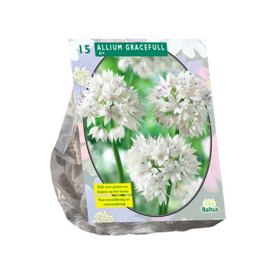allium gracefull 15st