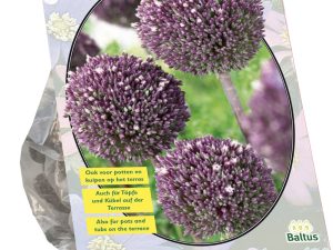 Allium summer drummer 7st