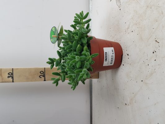 delosperma echinatum p12