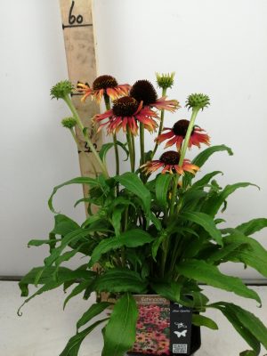 echinacea ‘fountain orange bicolour’ ® v