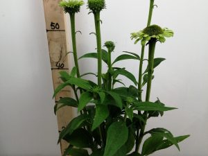 Echinacea purpurea 'Green Jewel' ® V2