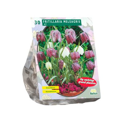 fritillaria meleagris per 30