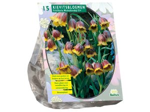 Fritillaria Michailovskyi per 15