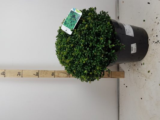 ilex cren. ‘convexa’