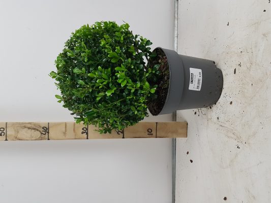 ilex cren. ‘luxus globe®’