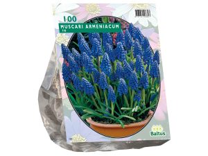 Muscari armeniacum 100st