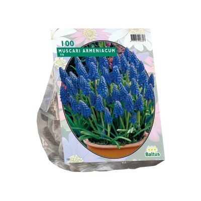 muscari armeniacum per 100
