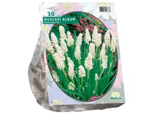 Muscari botryoides album 30st