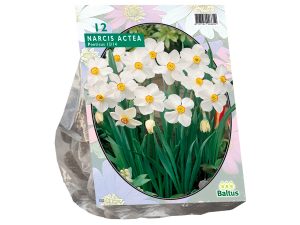 Narcissus actaea 12st