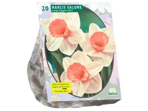 Narcissus salome 20st