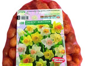 Narcis trompet mix 100st