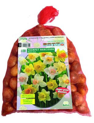 narcis trompet mix 100st
