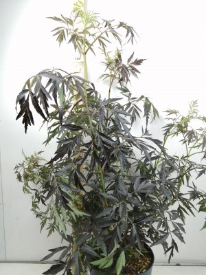 sambucus nigra black lace