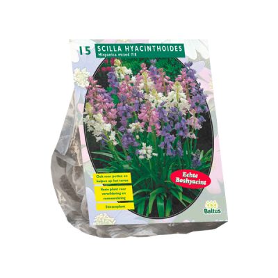 scilla hispanica, mix per 15