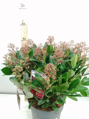skimmia jap. ‘rubella’