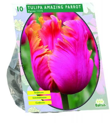 tulipa amazing parrot, parkiet per 10
