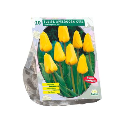 tulipa apeldoorn geel, darwin per 20