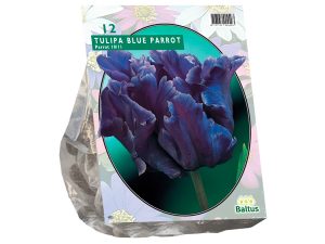 Tulipa blue parrot 12st
