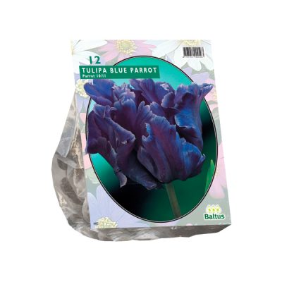 tulipa blue parrot, parkiet per 12