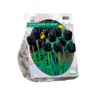 tulipa queen of night, enkel laat per 20