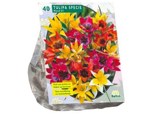 Tulipa species mix 40st