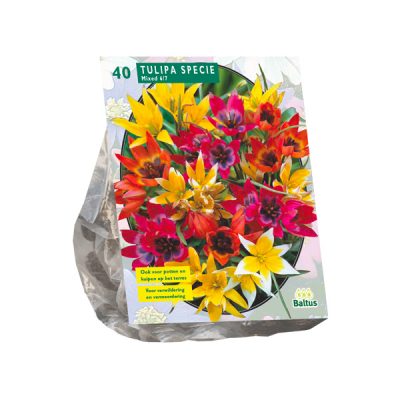 tulipa specie mix per 40