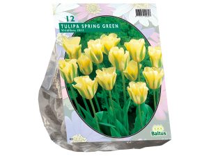 Tulipa Spring Green, Viridiflora per 12