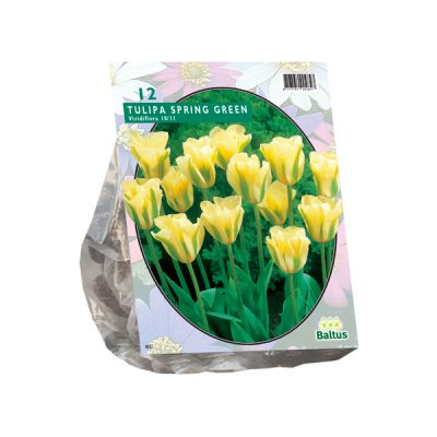 tulipa spring green, viridiflora per 12