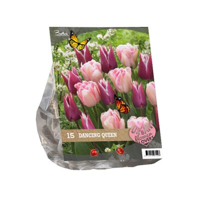 urban flowers – dancing queen per 15