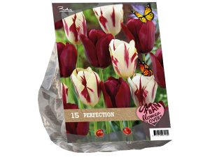 Urban Flowers - Perfection per 15