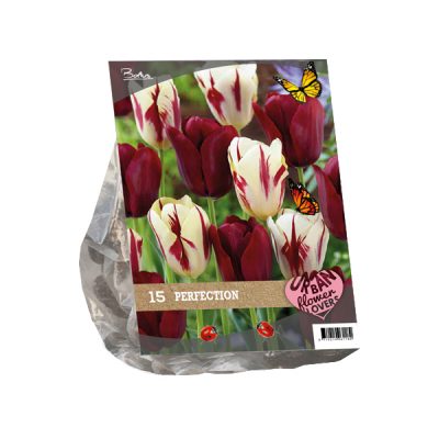 urban flowers – perfection per 15