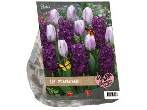 Urban Flowers - Purple rain per 12