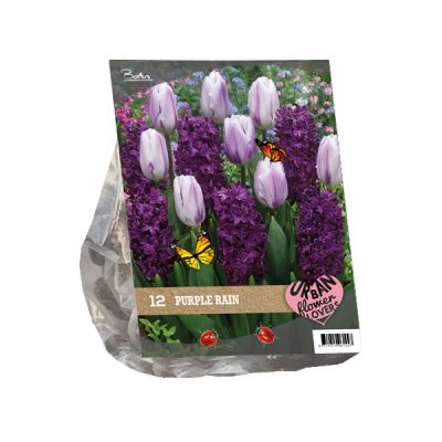 urban flowers – purple rain per 12