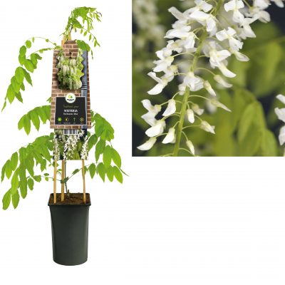 wisteria floribunda alba 3.0 etiket
